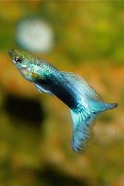 Guppy