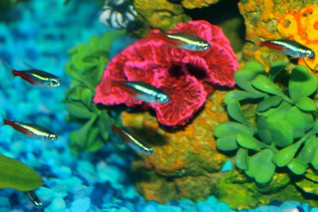 Neon Tetras