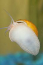 Mystery Snail