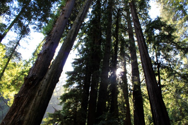 A Community of Redwoods stand in tribute to Giant who once stood there.