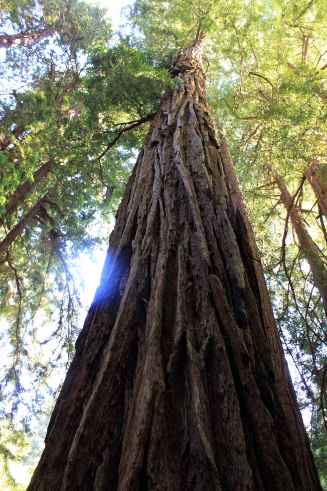 This Redwood reminds us that we must learn from the Giants who have come before us.
